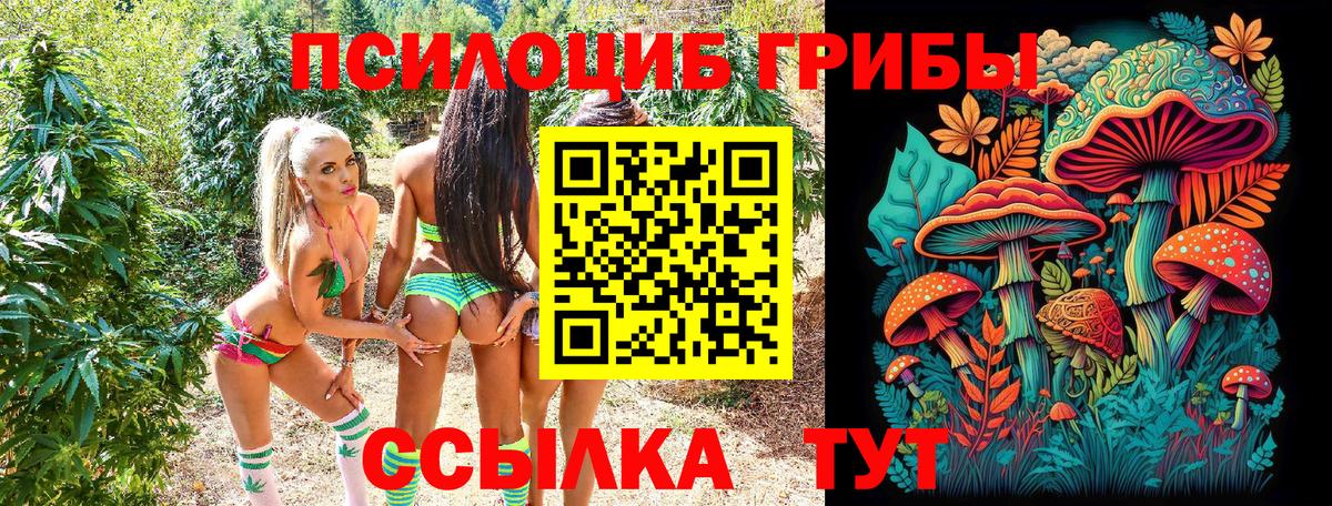 Псилоцибиновые грибы Cubensis  Волгоград 